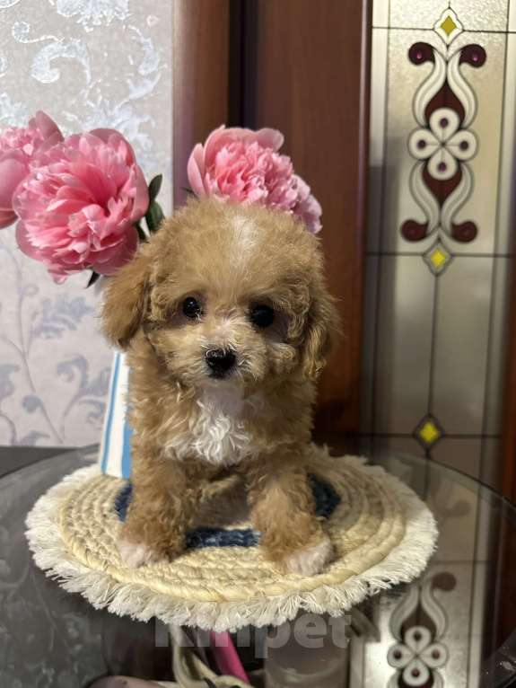 Собаки в Балашихе: Девочка Девочка, 130 000 руб. - фото 2