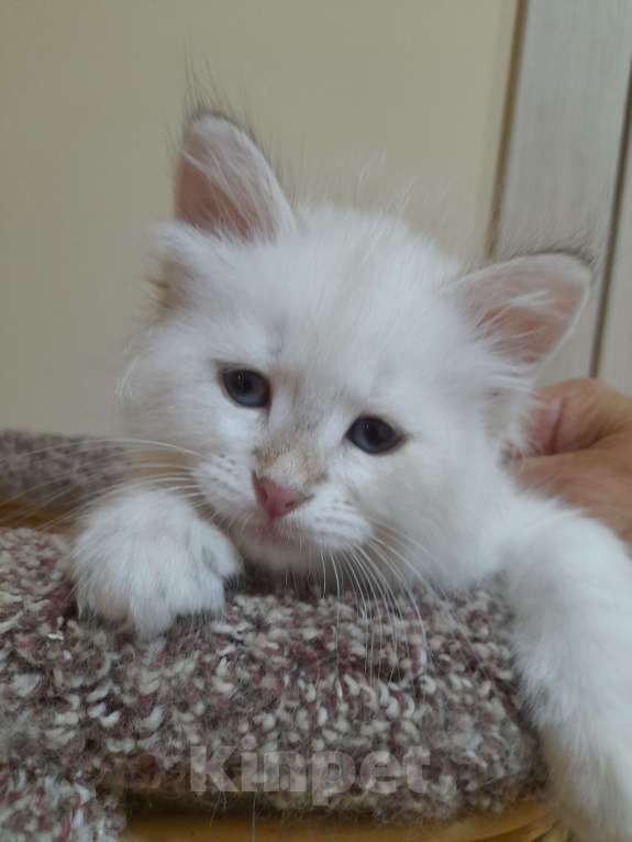 Кошки в Севастополе: Сибирский котенок девочка Девочка, 40 000 руб. - фото 4