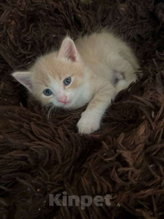 Кошки в Иркутске:  Котята в добрые руки, к лотку приучены Мальчик, Бесплатно - фото 2