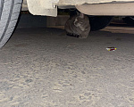 Кошки в Москве: Найден котик  Мальчик, 1 руб. - фото 1