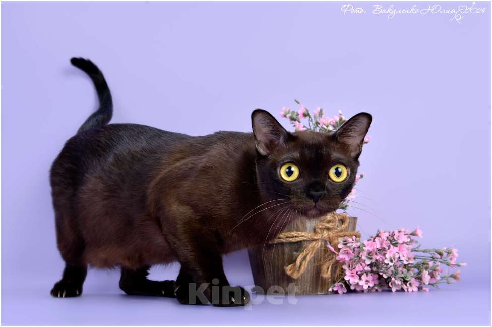 Кошки в Ростове-на-Дону: Американская Бурма котята Мальчик, Бесплатно - фото 6