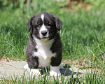 Собаки в Одинцово: Вельш Корги Кардиган Мальчик, 50 000 руб. - фото 1