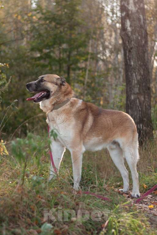 Собаки в Ногинске: Шафран - мощь, стать, благородство и доброта Мальчик, Бесплатно - фото 3