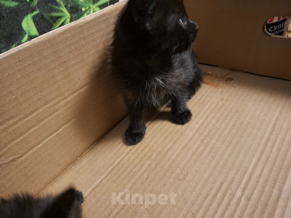Кошки в Тольятти: Котята в добрые руки Девочка, Бесплатно - фото 4