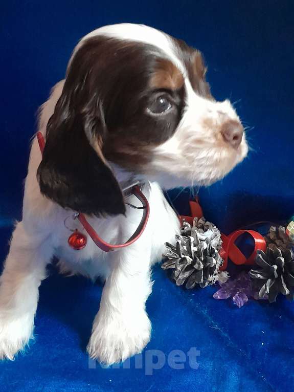 Собаки в Рыбинске: Девочка Английского кокера спаниеля  Девочка, 60 000 руб. - фото 3