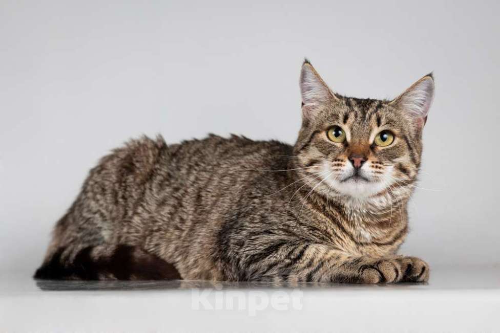 Кошки в Москве: Красавица Карамель ищет дом. Девочка, Бесплатно - фото 5