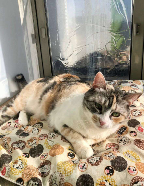 Кошки в Москве: Ласковая Шурочка ищет дом Девочка, Бесплатно - фото 3