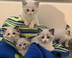 Кошки в Ростове-на-Дону: Рэгдолл малышки милашки Девочка, 75 000 руб. - фото 1