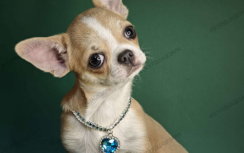 Мальчик спокойного темперамента