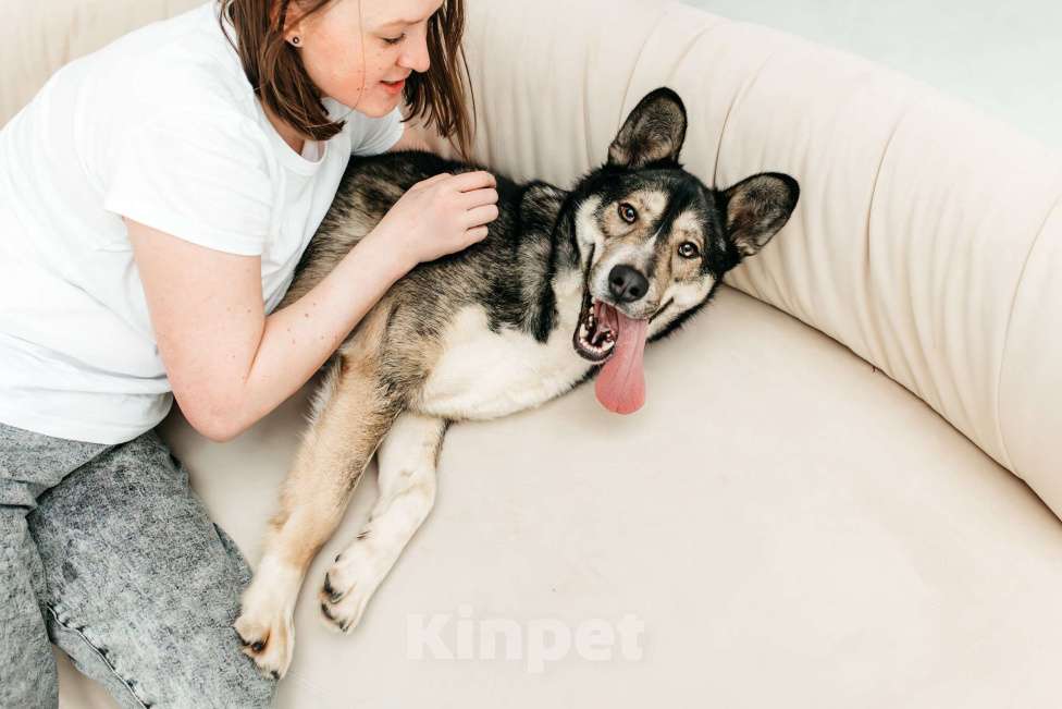 Собаки в Москве: Счастье ищет дом Мальчик, Бесплатно - фото 5