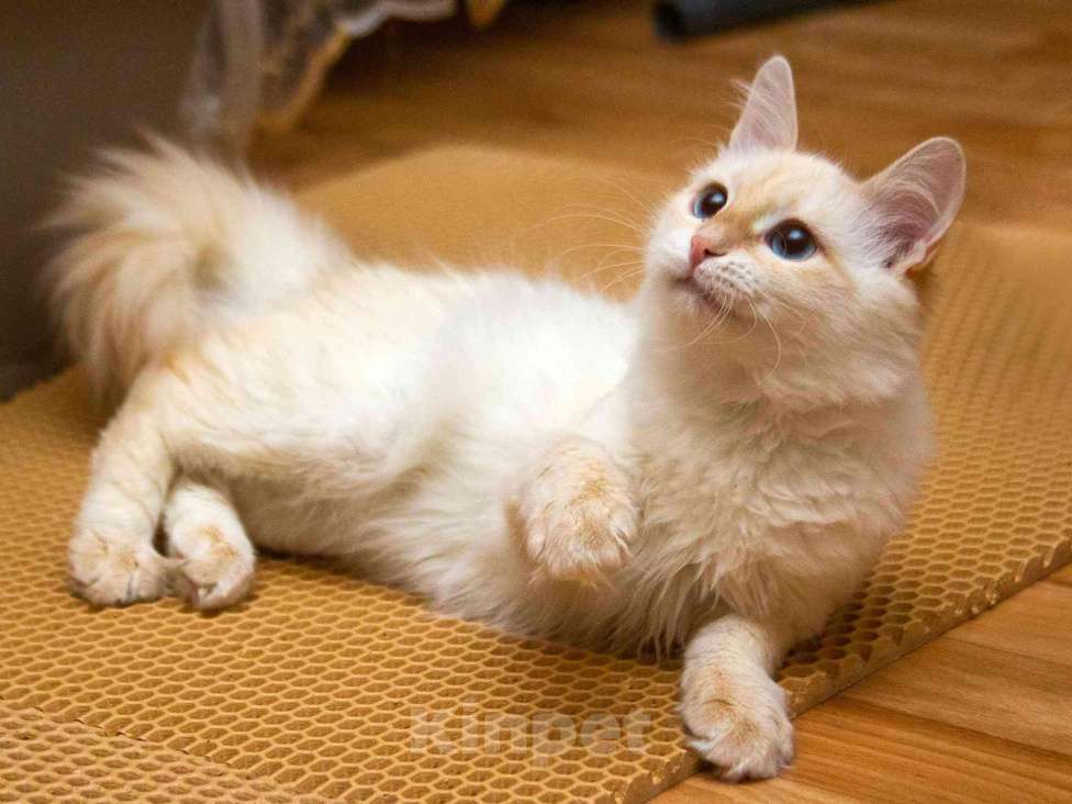 Кошки в Москве: Нежная ласковая кошечка Синди в добрые руки Девочка, Бесплатно - фото 7