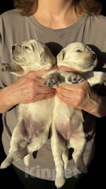 Собаки в Москве: Щенки золотистого ретривера Мальчик, 100 000 руб. - фото 4