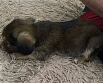 Собаки в Химках: Маленький щенок в добрые руки  Мальчик, 100 руб. - фото 3