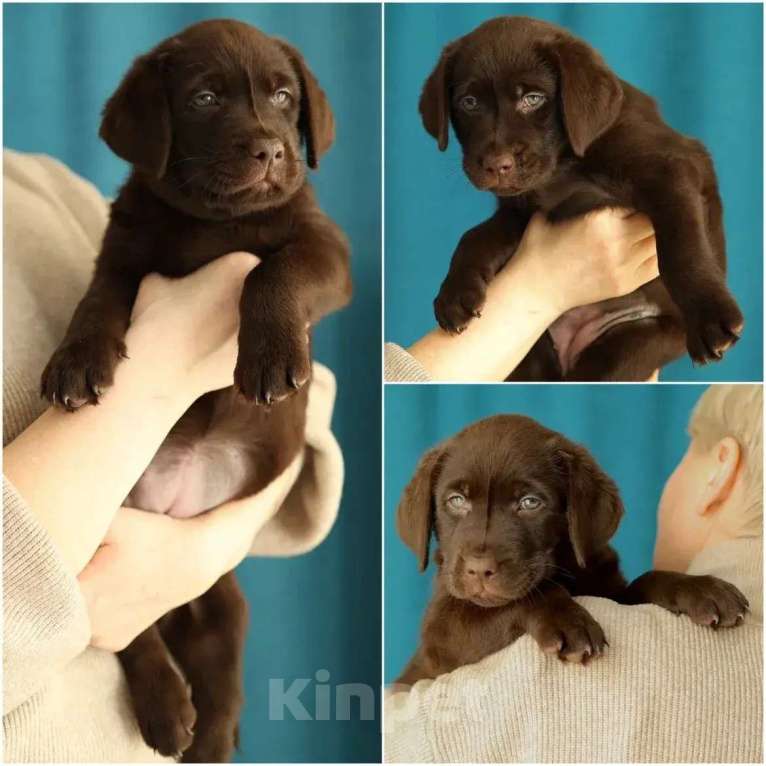 Собаки в Кондрово: Лабрадор ретривер Девочка, Бесплатно - фото 3