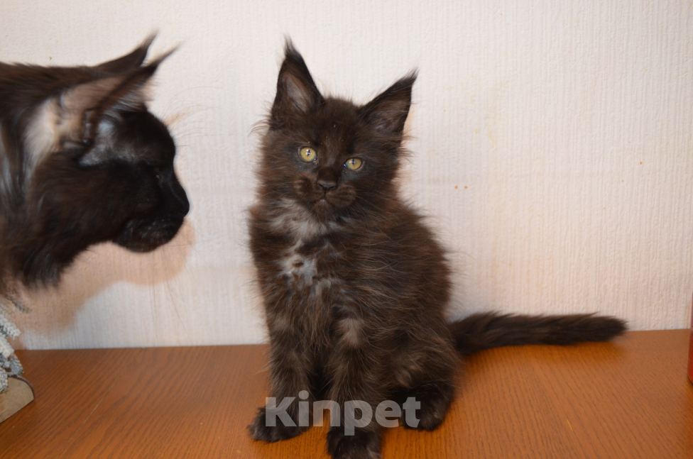 Кошки в Санкт-Петербурге: Chilly Diesel Power черный мейн-кун Девочка, 65 000 руб. - фото 4