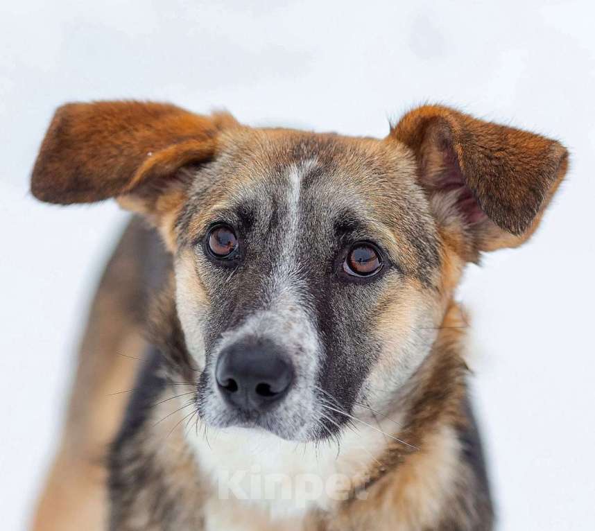 Собаки в Белоозёрском: ЛИНДИ (Далила) Девочка, 2 руб. - фото 10