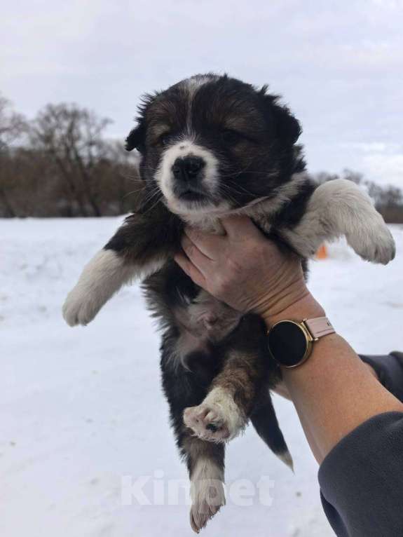 Собаки в Лебедяни: в добрые руки Мальчик, Бесплатно - фото 5