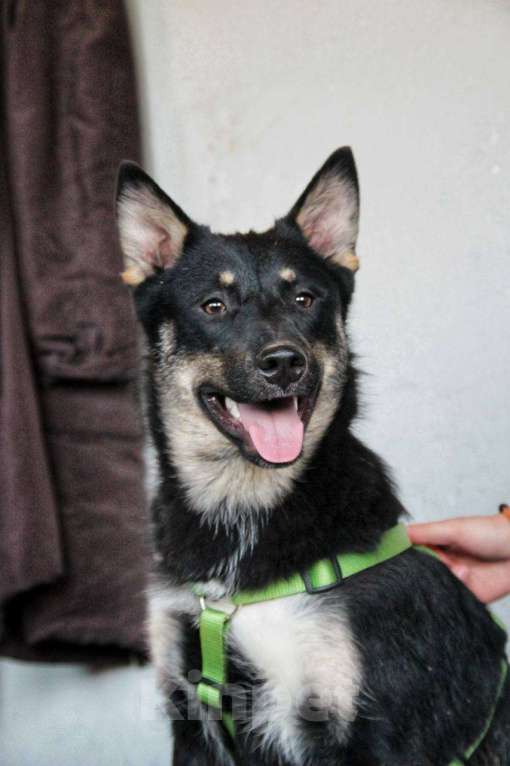 Собаки в Санкт-Петербурге: Самая лучшая собака. Зара ищет дом Девочка, Бесплатно - фото 2