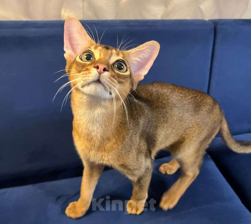 Кошки в Москве: Абиссинец Мальчик, 25 000 руб. - фото 3