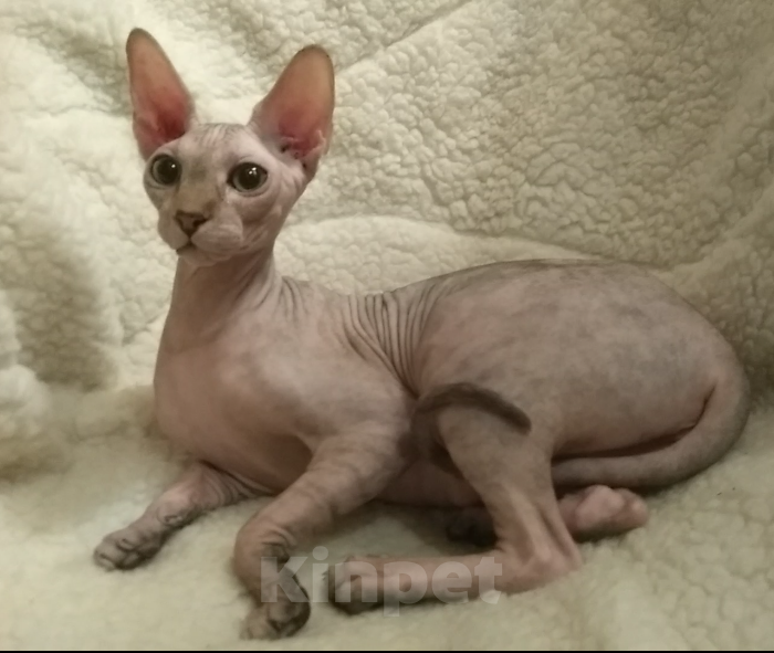 Кошки в Курске: Девочка Двельф Лонг Страйт  Девочка, 15 000 руб. - фото 1