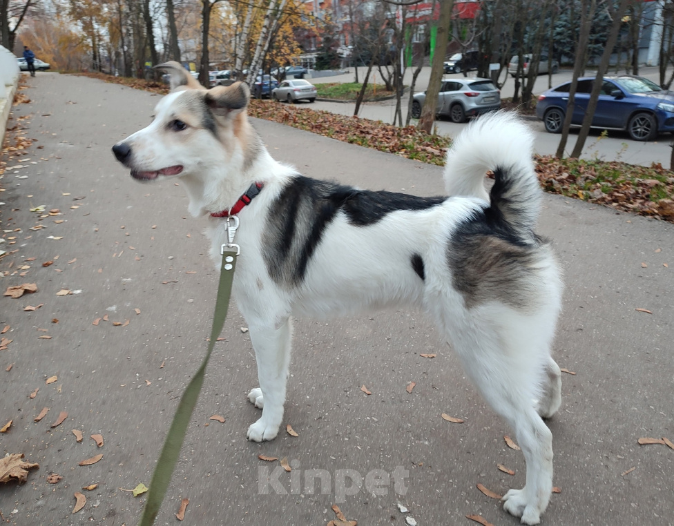 Собаки в Нижнем Новгороде: Молодой пес по кличке Бим Мальчик, Бесплатно - фото 3