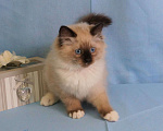Кошки в Орле: Невские Маскарадные Мальчик, 15 000 руб. - фото 3