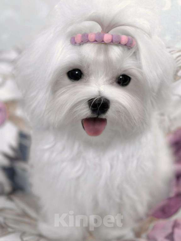 Собаки в Саратове: Чудесная девочка Девочка, 120 000 руб. - фото 1