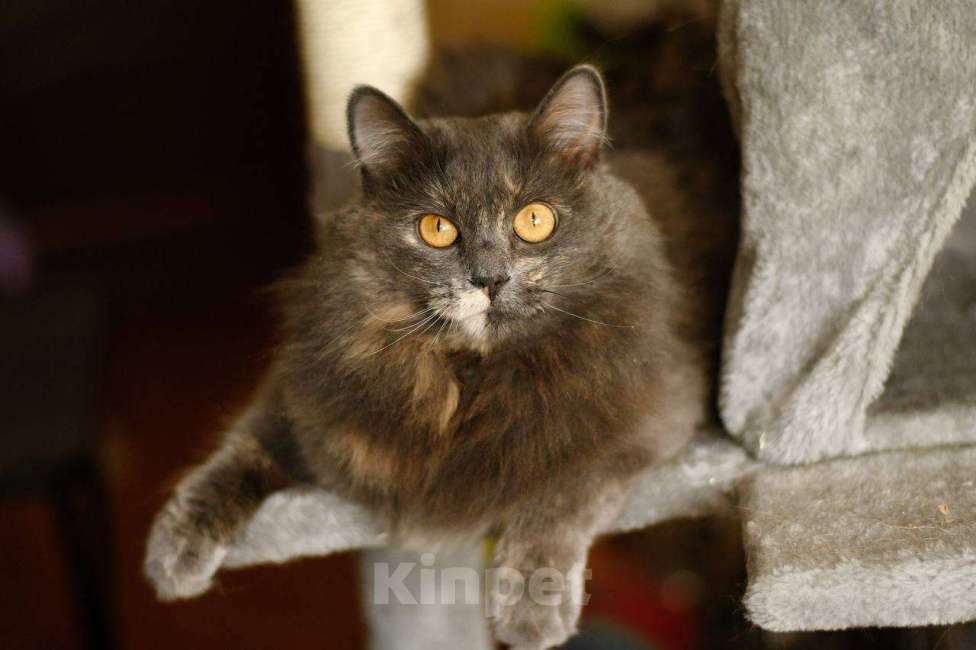 Кошки в Москве: кошка Хлоя в добрые руки Девочка, Бесплатно - фото 5