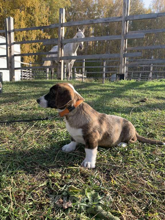 Собаки в Новосибирске: Вельш корги Мальчик, 30 000 руб. - фото 4