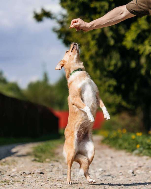 Собаки в Москве: Маленькая собака для квартиры в добрые руки Девочка, Бесплатно - фото 6