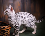 Кошки в Москве: Бенгальский котенок серебро Мальчик, Бесплатно - фото 4