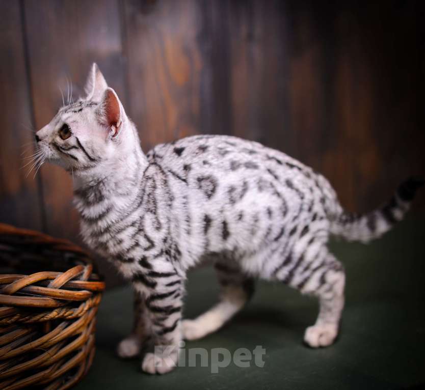 Кошки в Москве: Бенгальский котенок серебро Мальчик, Бесплатно - фото 4