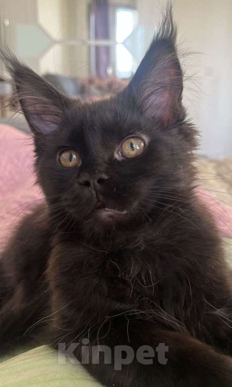 Кошки в Санкт-Петербурге: Бетти Девочка, 25 999 руб. - фото 1