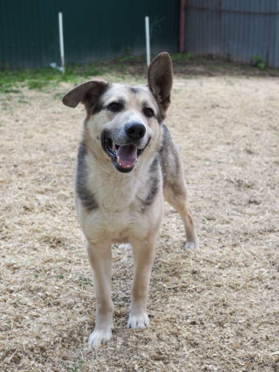 Собаки в Люберцах: Ищет дом чудесный Малыш Мальчик, Бесплатно - фото 1