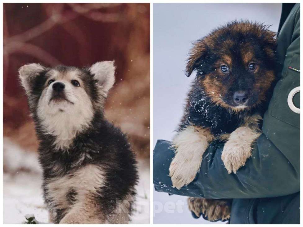 Собаки в Наро-Фоминске: Потап и Вайс ищут семью Мальчик, Бесплатно - фото 2