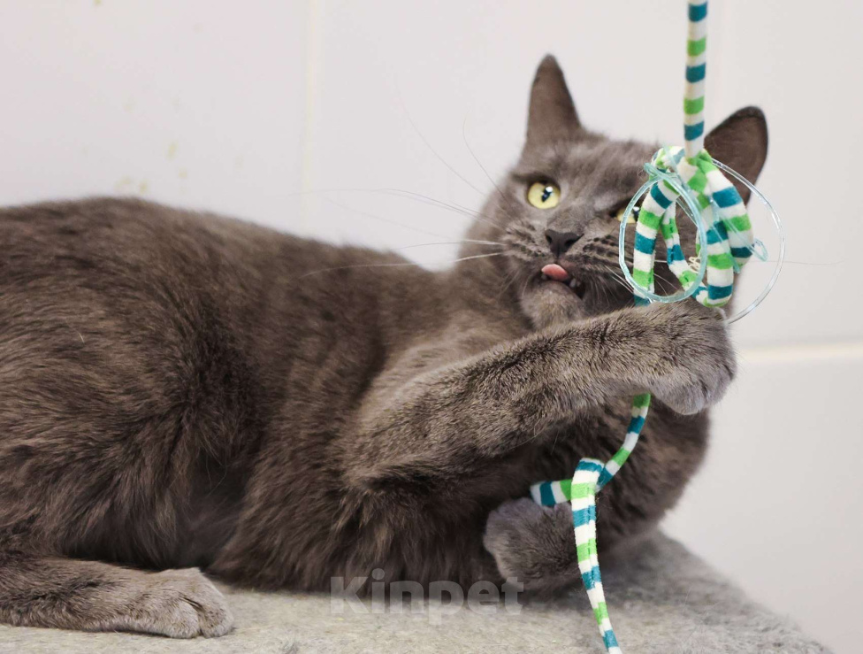 Кошки в Москве: Красавица с непростой судьбой Девочка, Бесплатно - фото 2