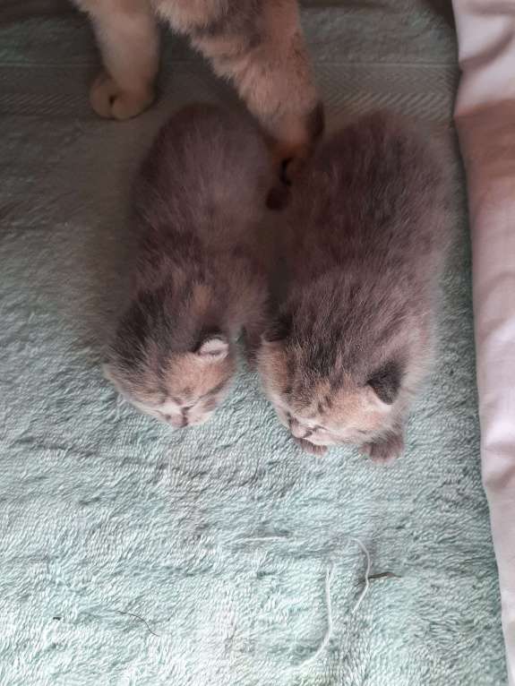 Кошки в Владимире: Милашки Девочка, 5 000 руб. - фото 2