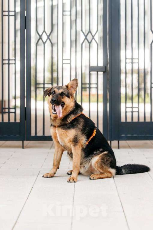 Собаки в Москве: Энерджайзер Фью в поиске любящей семьи ⚡️⚡️ Мальчик, Бесплатно - фото 10