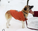 Собаки в Москве: Маленькая Лия (40 см) в поисках семьи Девочка, Бесплатно - фото 5