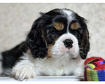 Собаки в Саратове: Кавалер Кинг Чарльз Спаниель Мальчик Мальчик, Бесплатно - фото 2