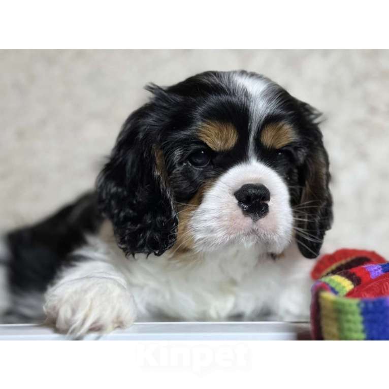 Собаки в Саратове: Кавалер Кинг Чарльз Спаниель Мальчик Мальчик, Бесплатно - фото 2