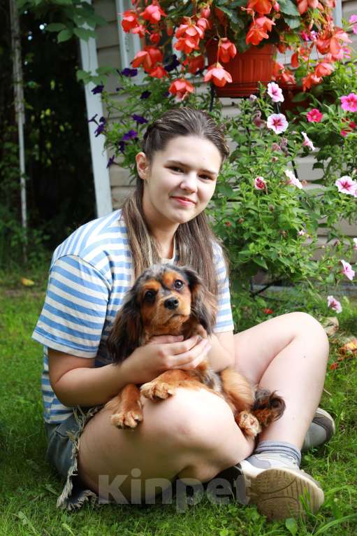 Собаки в Москве: Подрощенная девочка уникального окраса Девочка, Бесплатно - фото 4