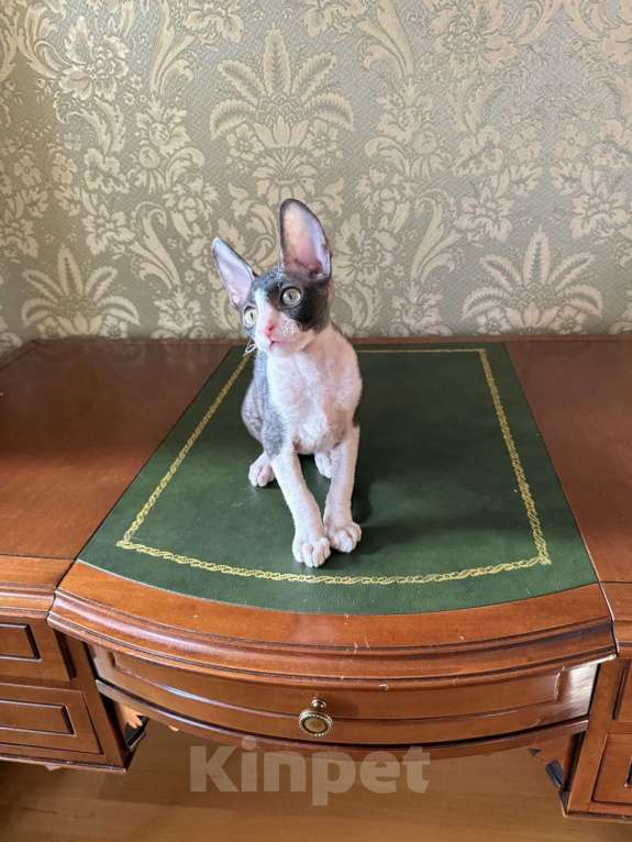 Кошки в Санкт-Петербурге: Корниш -рекс  Мальчик, Бесплатно - фото 3