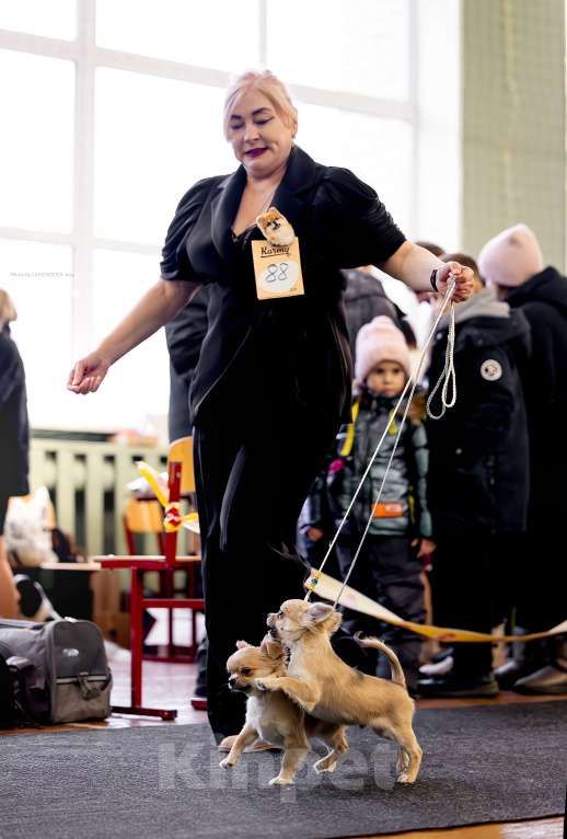 Собаки в Рязани: Чихуахуа мальЧишка Мальчик, 70 000 руб. - фото 3