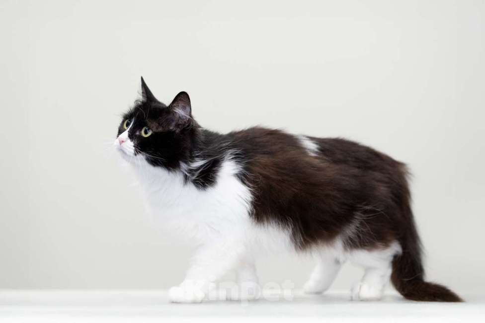 Кошки в Москве: Маруся Девочка, Бесплатно - фото 6