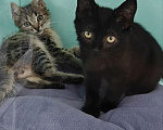Кошки в Лобне: Котята ищут дом Мальчик, Бесплатно - фото 4