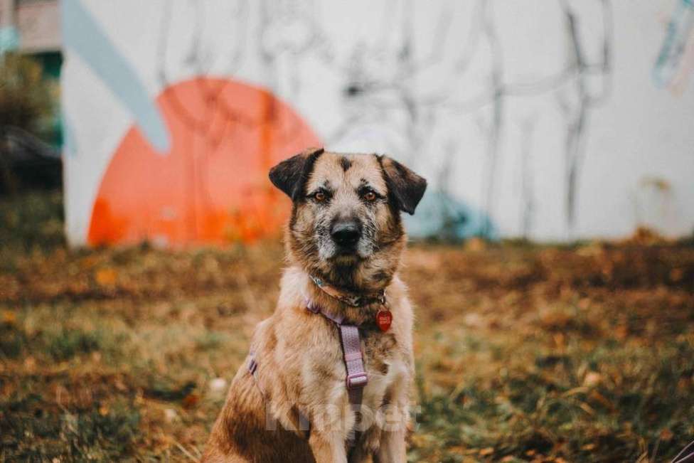 Собаки в Москве: Спокойная собачка Тера из Курска в добрые руки Девочка, 1 руб. - фото 5