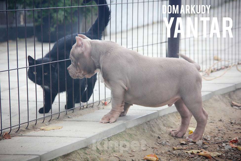 Собаки в Саратове: Американский Булли Питомник Мальчик, 150 000 руб. - фото 5