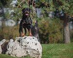 Собаки в Волгограде: Очаровательные щенки Ротвейлера  Мальчик, 40 000 руб. - фото 1