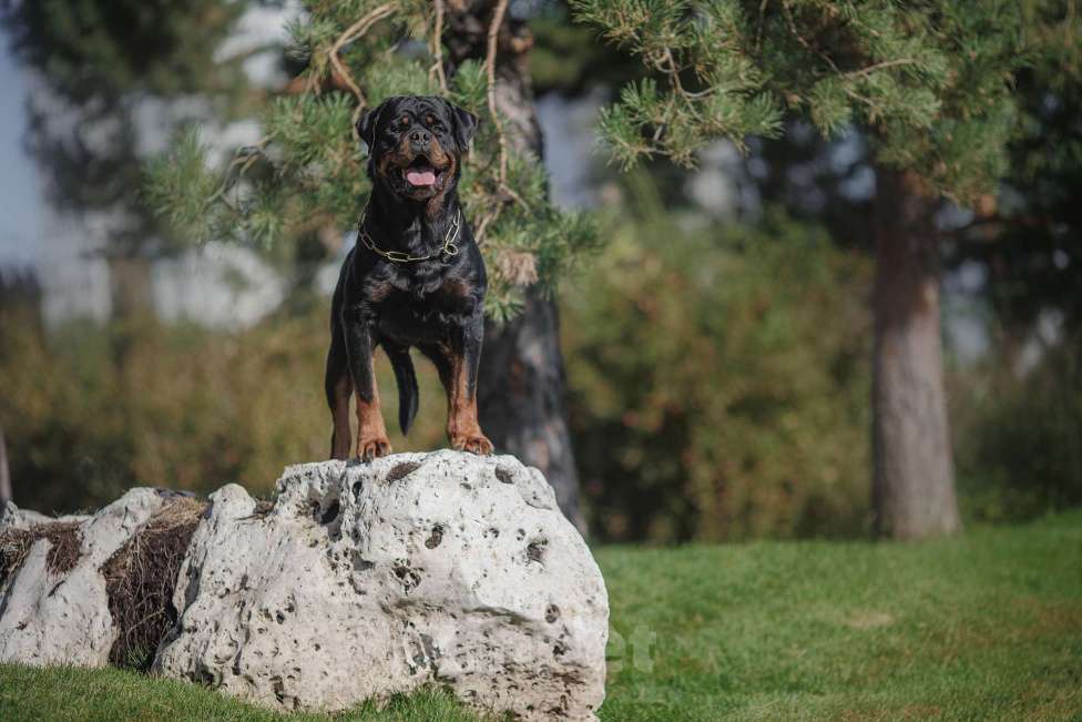 Собаки в Волгограде: Очаровательные щенки Ротвейлера  Мальчик, 40 000 руб. - фото 1